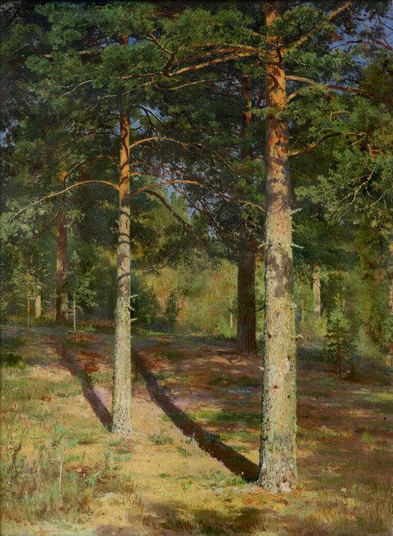 Картины Pine trees illuminated by the sun