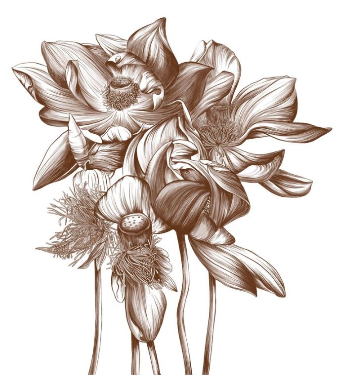 Репродукции картин Graphic drawing of a water lily