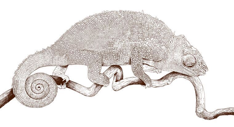 Картины Chameleon on a white background
