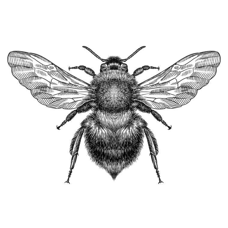 Картины Black and white illustration of a bumblebee