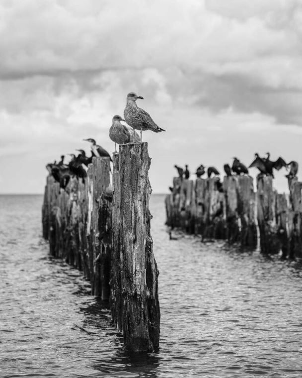 Reproduction paintings Black and white photo of the old pier with seagulls