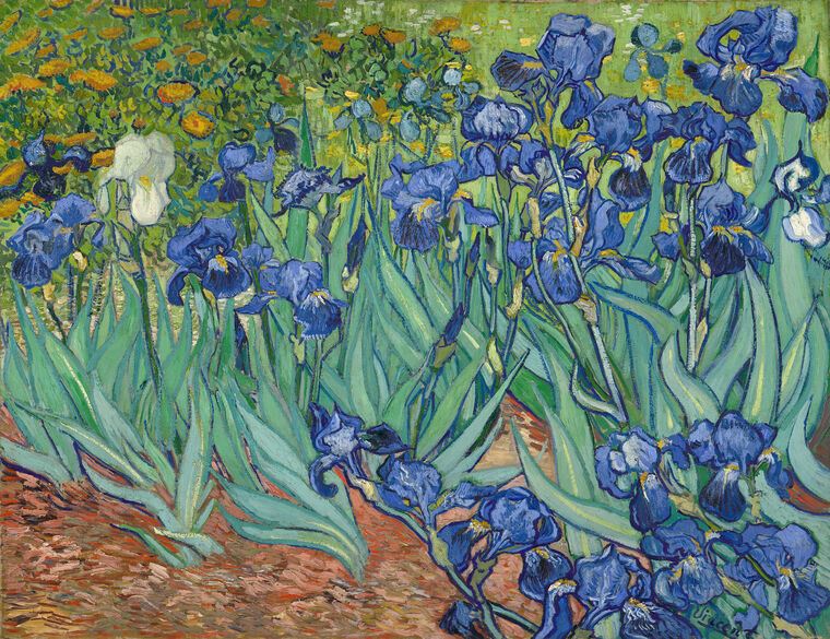 Картины Vincent Van Gogh Irises