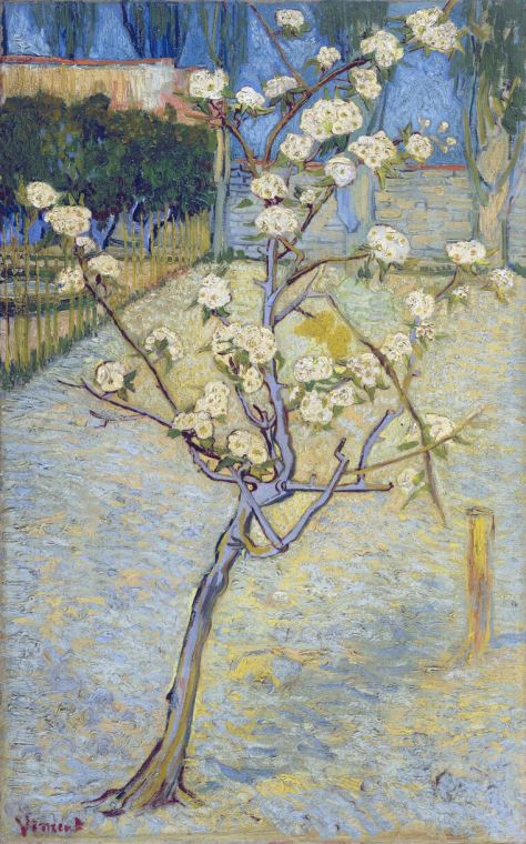 Картины Vincent van Gogh Pear Tree in Blossom