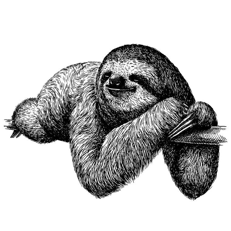 Картины Sloth