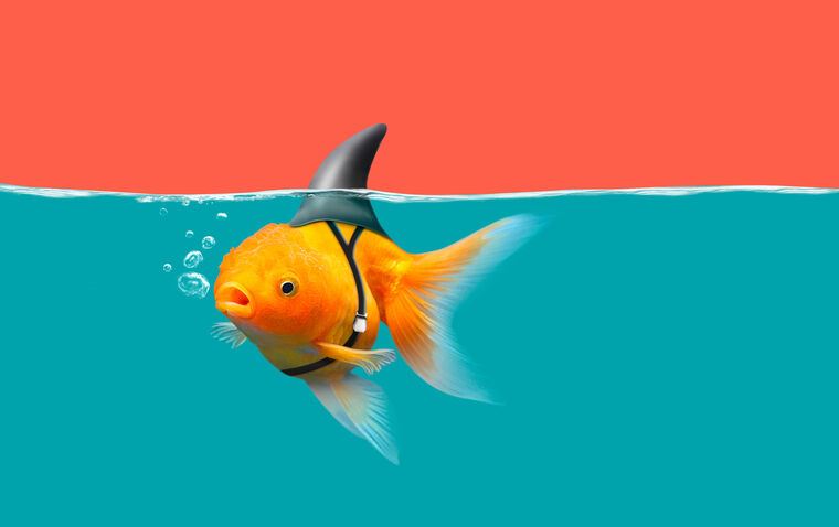 Картины Goldfish with shark fin