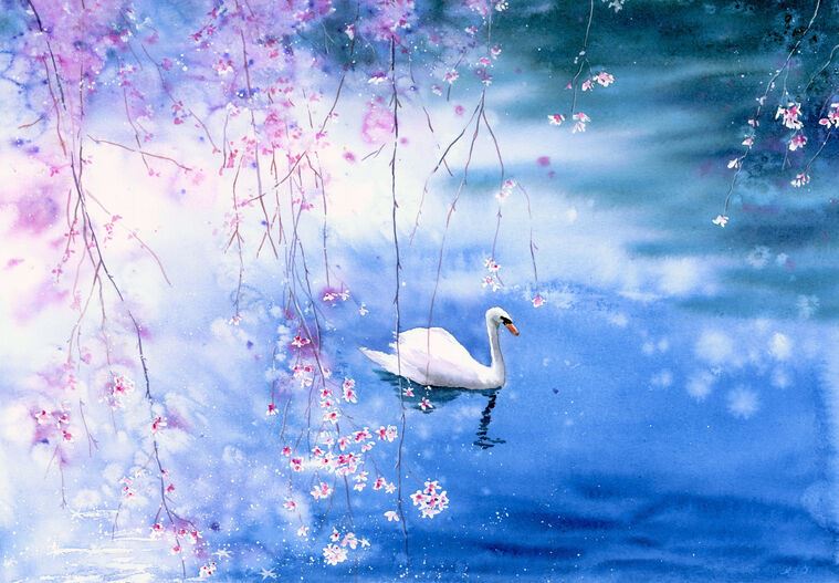 Купить и печать на заказ Картины Лебедь на озере с цветущей вишней