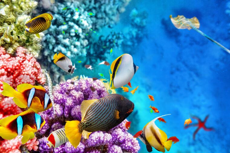 Картины Coral reef with fish