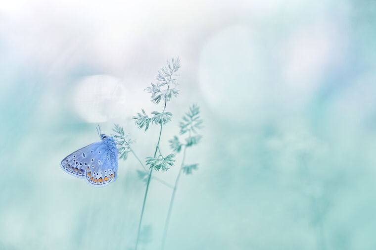 Картины Butterfly and delicate background