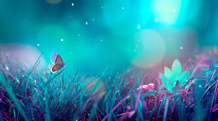Картины Butterfly in the moonlight