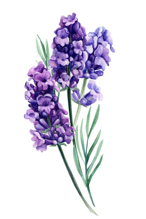 Paintings Bouquet of lavender