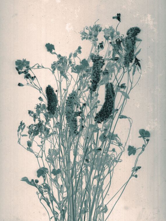 Картины Vintage photography flowers