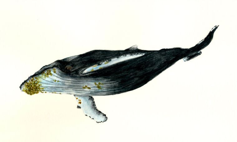 Репродукции картин Humpback whale