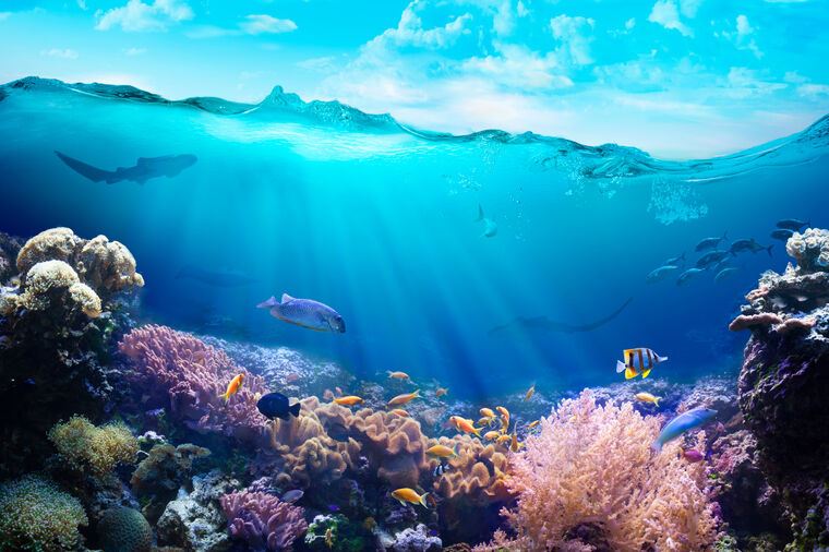 Репродукции картин The diversity of the underwater world
