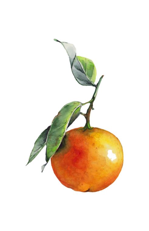 Картины Orange watercolor on white background