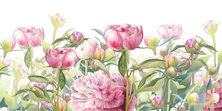 Репродукции картин Нежные розовые пионы