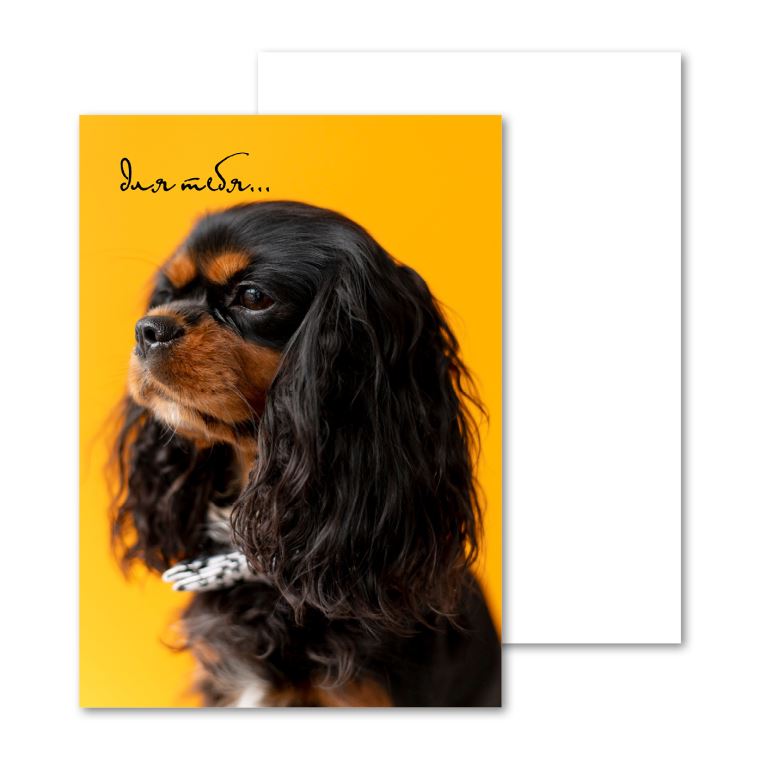 Открытки мини, карточки Спаниель на желтом
