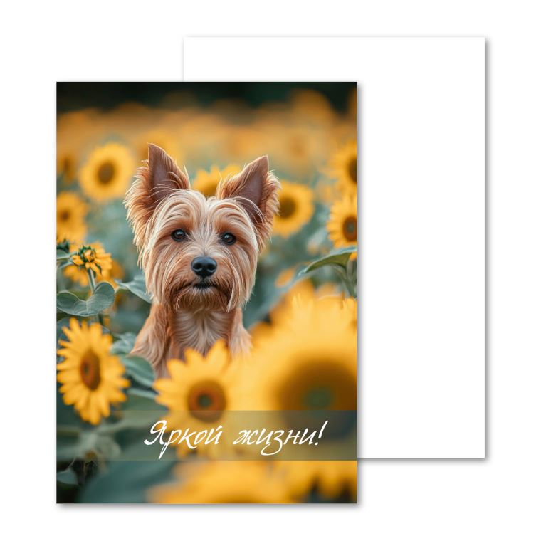 Открытки мини, карточки Подсолнухи
