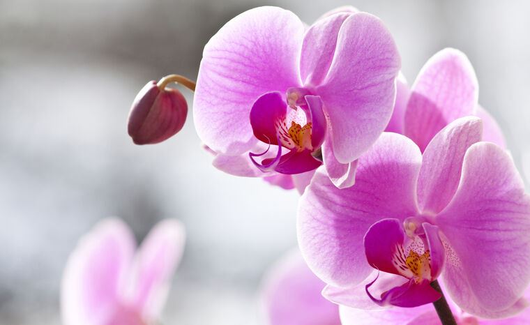 Фотообои Розовая орхидея