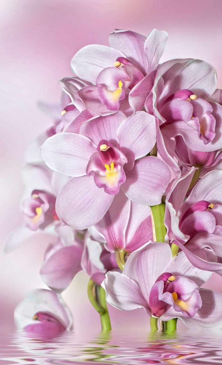 Фотообои Орхидеи.