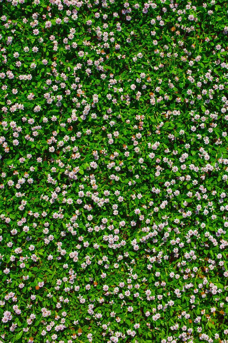Фотообои Flower meadow.
