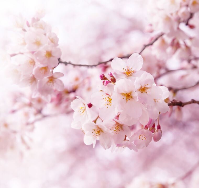 Фотообои Apple tree in bloom.