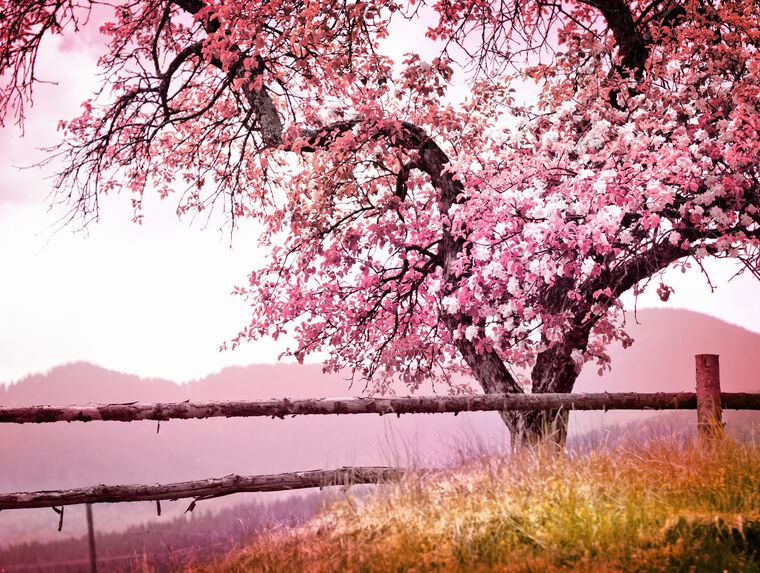 Фотообои The flowering tree.