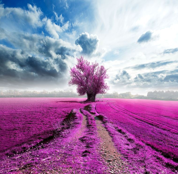 Photo Wallpapers The color fuchsia
