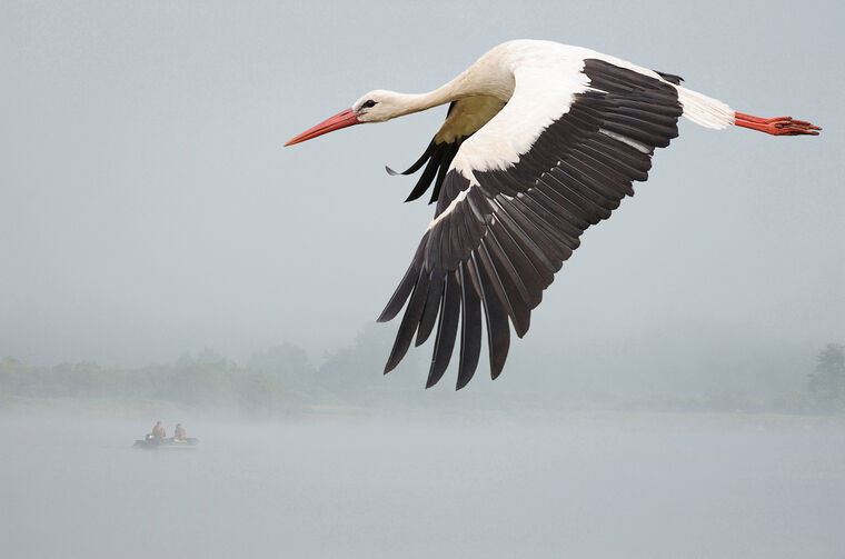 Репродукции картин The stork over the river
