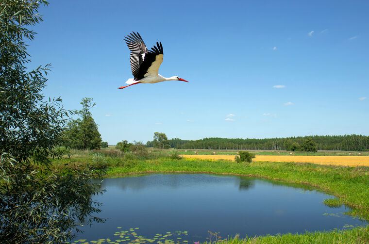Репродукции картин Stork on the lake