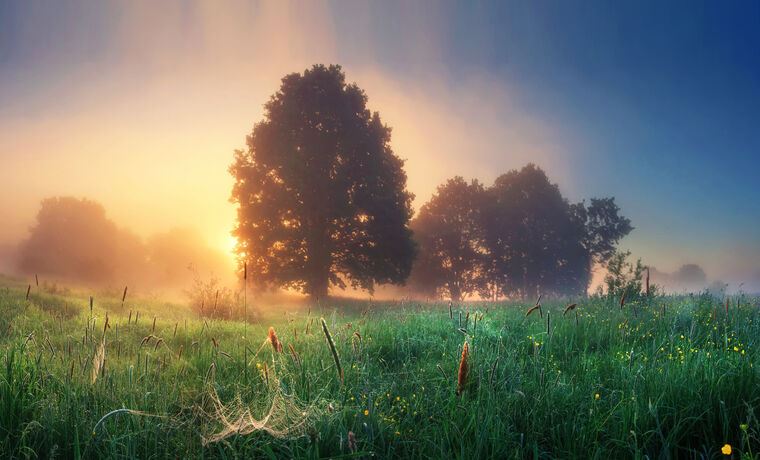 Картины The nature of Belarus in the morning