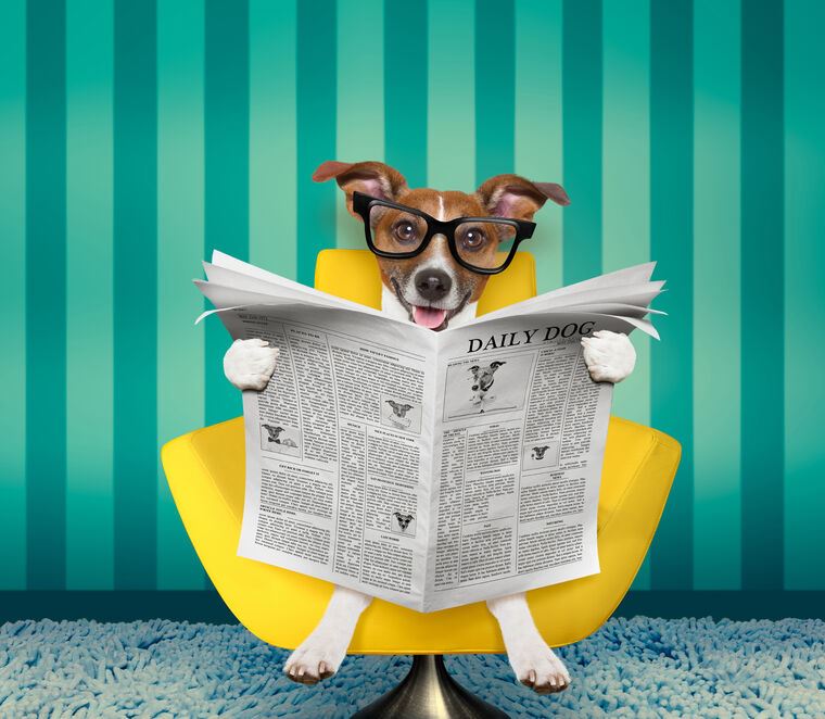 Купить и печать на заказ Репродукции картин Забавная собака в очках