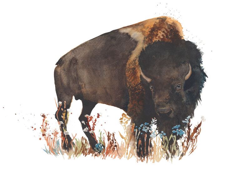 Reproduction paintings Bison watercolor