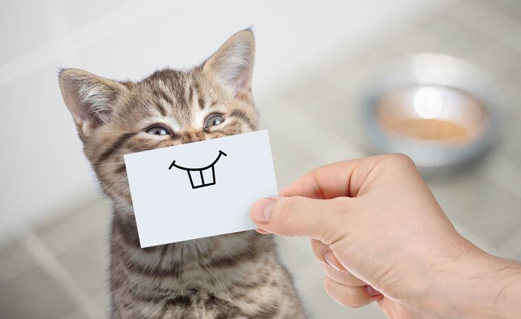 Купить и печать на заказ Картины Забавный кот с улыбкой