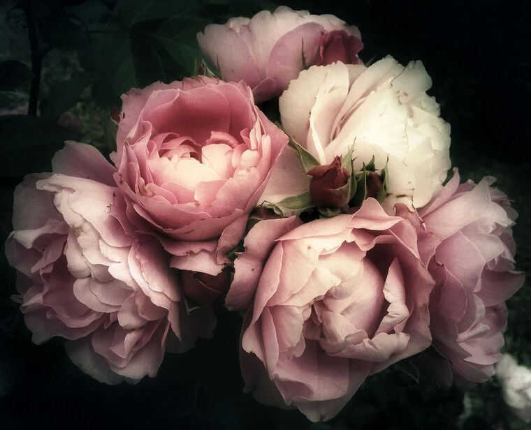 Купить и печать на заказ Репродукции картин Розовые розы на темном фоне