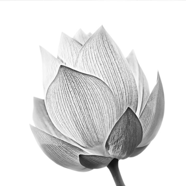 Репродукции картин Lotus black &amp; white photo