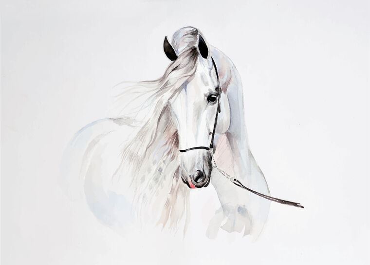 Купить и печать на заказ Картины Белая лошадь иллюстрация