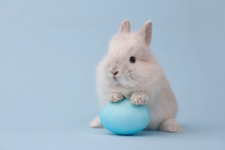 Картины Cute rabbit with egg