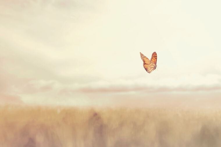 Репродукции картин Butterfly in the field