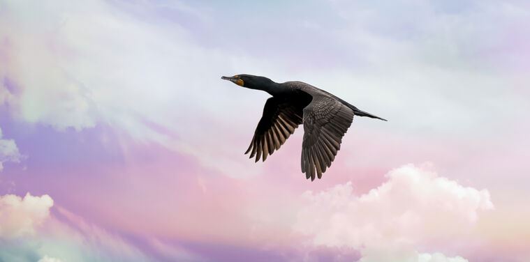 Фотообои Flight of the cormorant
