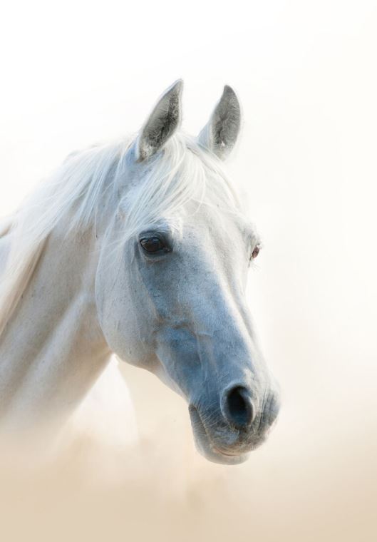 Купить и печать на заказ Картины Белая лошадь