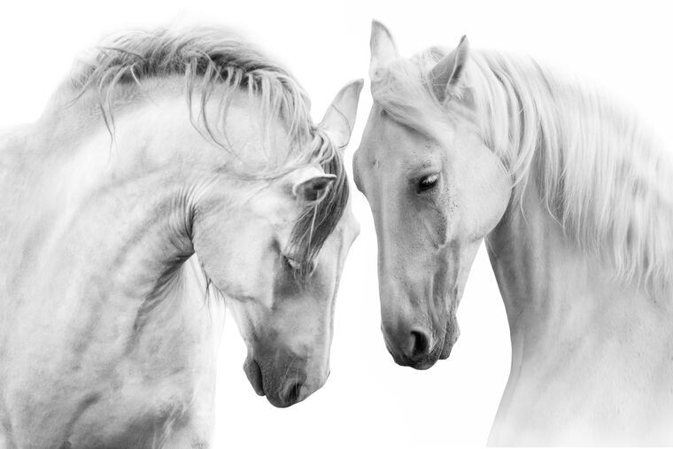 Купить и печать на заказ Репродукции картин Пара лошадей