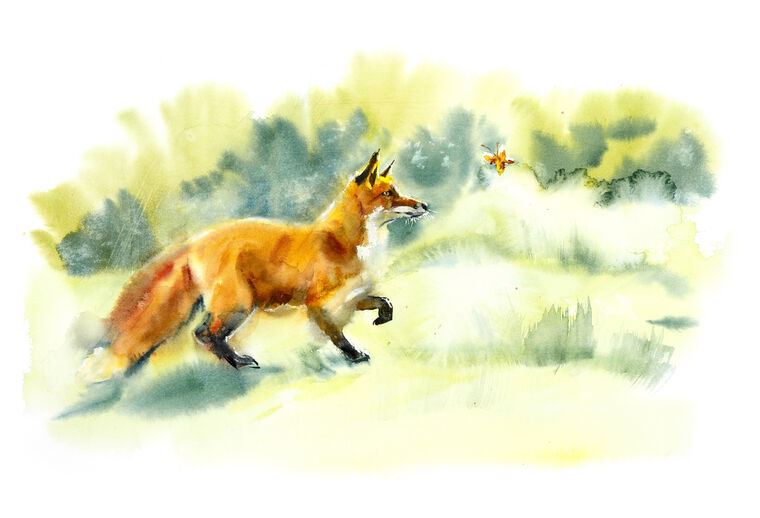 Репродукции картин Fox watercolor
