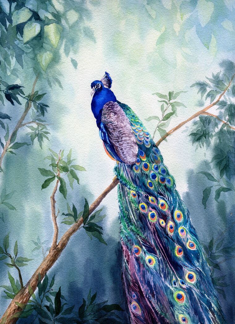Photo Wallpapers Peacock watercolor