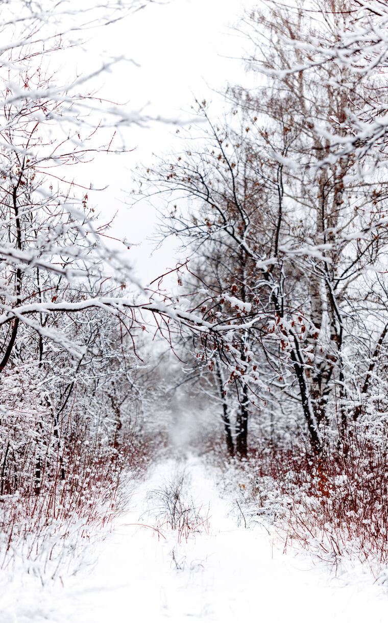 Фотообои Дорога в зимнем лесу