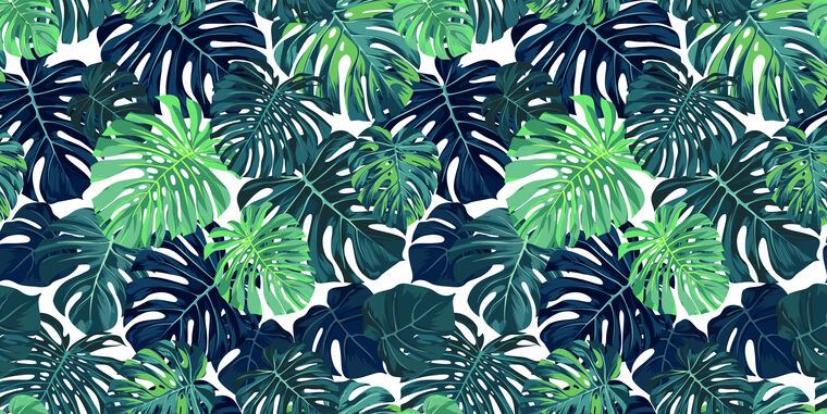 Photo Wallpapers Palm leaves monstera on white background
