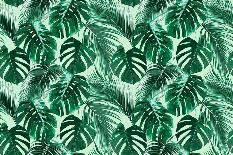 Фотообои Green leaves of tropical palm trees