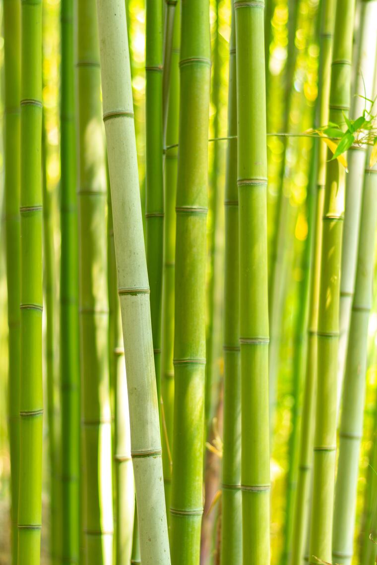 Фотообои Зеленый бамбук