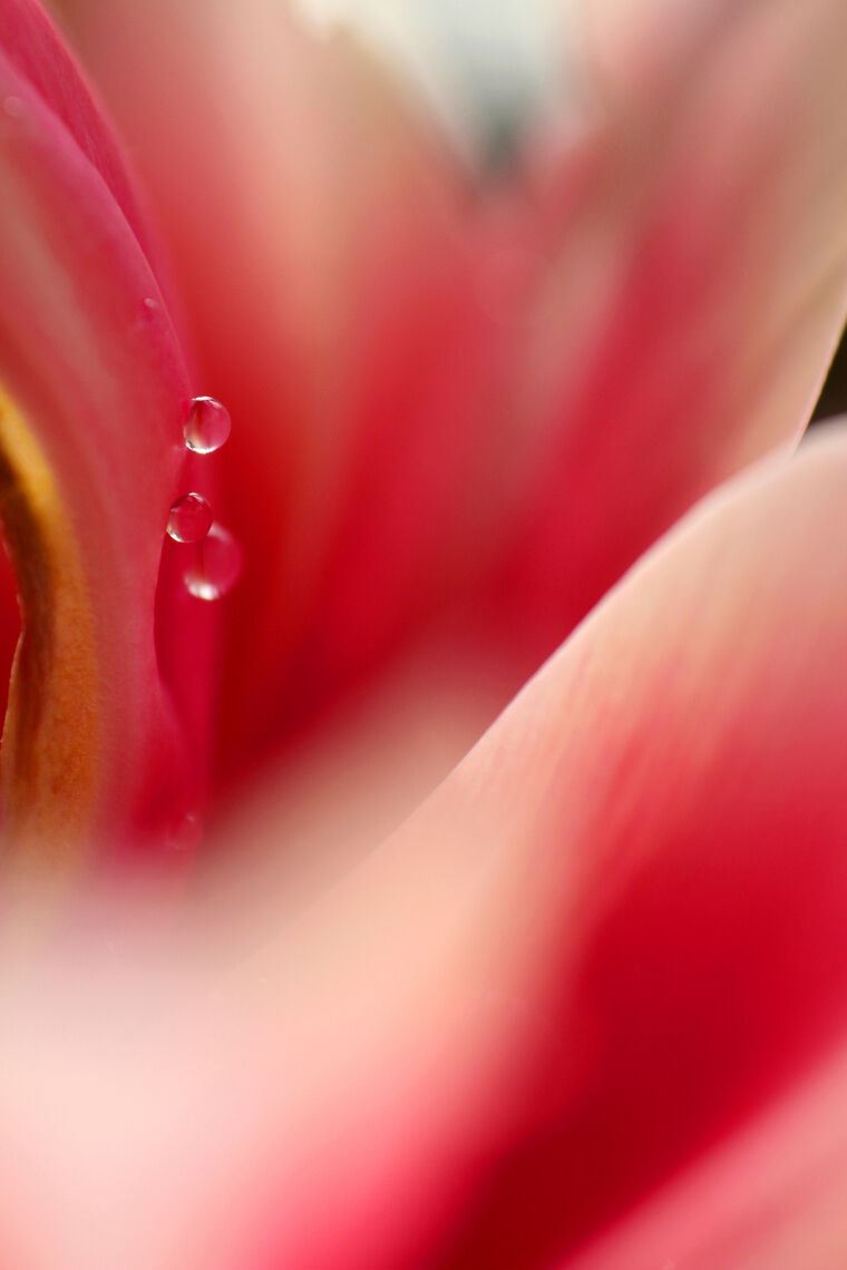 Фотообои Rain drops on rose petal