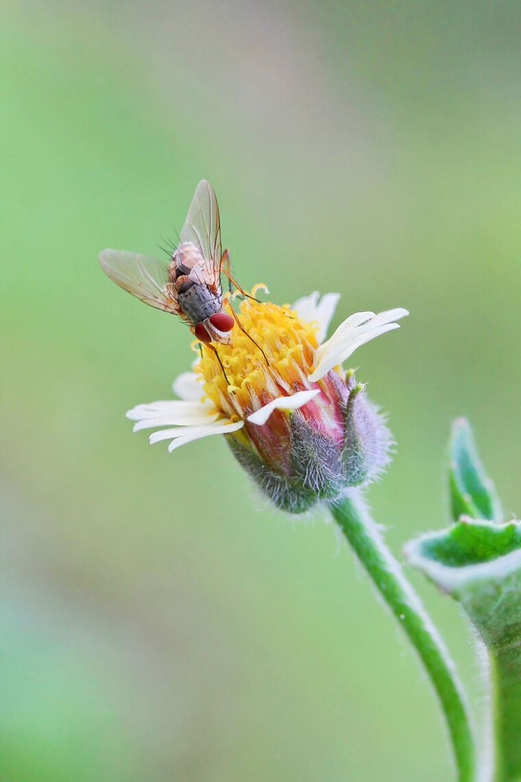 Фотообои Fly on a flower