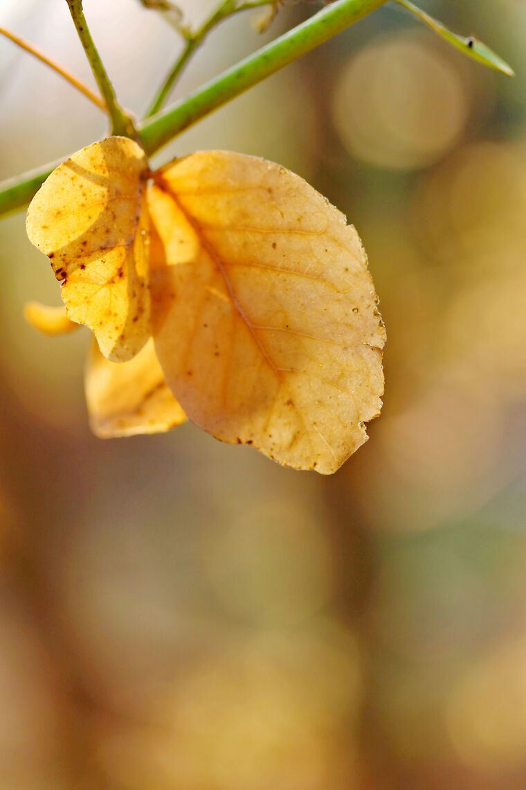 Фотообои Autumn leaf
